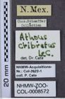 Etiketten zu Athous cribratus (NHMW-ZOO-COL-0008572)